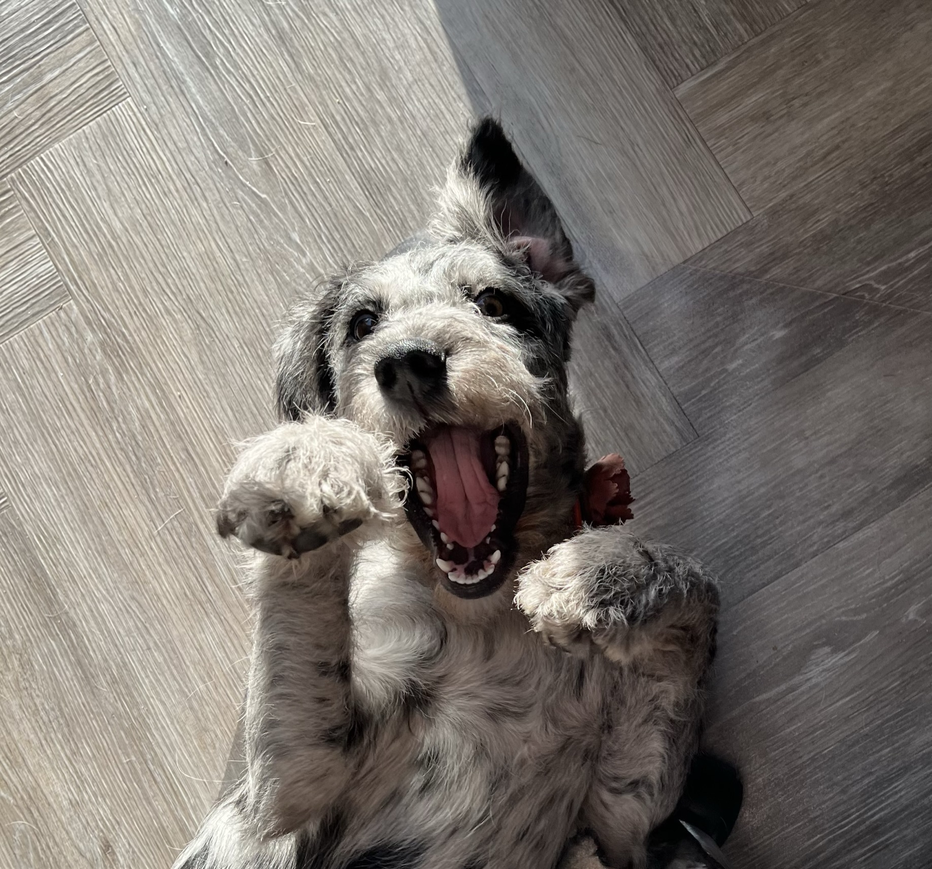 Puppy biting: why your puppy turns into a piranha (and how to help)